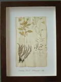 Herbário by Thompson, manuscrito e colagem sobre papel, offered Oct 2020