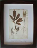 Herbário by Thompson, manuscrito e colagem sobre papel, offered Oct 2020
