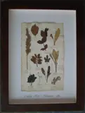 Herbário by Thompson, manuscrito e colagem sobre papel, offered Oct 2020