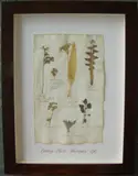 Herbário by Thompson, manuscrito e colagem sobre papel, offered Oct 2020
