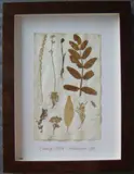 Herbário by Thompson, manuscrito e colagem sobre papel, offered Oct 2020