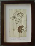 Herbário by Thompson, manuscrito e colagem sobre papel, offered Oct 2020