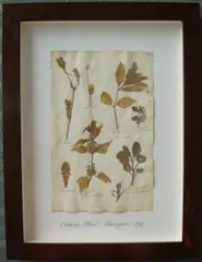 Herbário by Thompson, manuscrito e colagem sobre papel, offered Oct 2020
