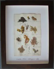 Herbário by Thompson, manuscrito e colagem sobre papel, offered Oct 2020