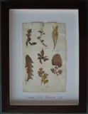 Herbário by Thompson, manuscrito e colagem sobre papel, offered Oct 2020