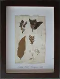 Herbário by Thompson, manuscrito e colagem sobre papel, offered Oct 2020