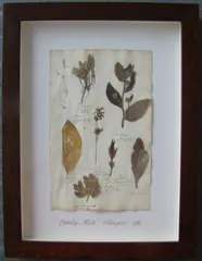 Herbário by Thompson, manuscrito e colagem sobre papel, offered Oct 2020