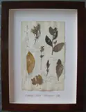Herbário by Thompson, manuscrito e colagem sobre papel, offered Oct 2020
