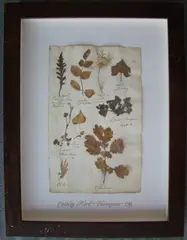 Herbário by Thompson, manuscrito e colagem sobre papel, offered Oct 2020