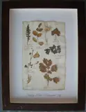 Herbário by Thompson, manuscrito e colagem sobre papel, offered Oct 2020