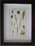 Herbário by Thompson, manuscrito e colagem sobre papel, offered Oct 2020