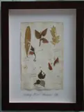 Thompson, Herbário, manuscrito e colagem sobre papel