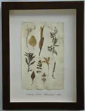 Thompson, Herbário, manuscrito e colagem sobre papel