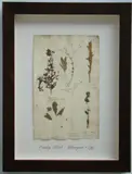 Thompson, Herbário, manuscrito e colagem sobre papel