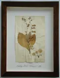 Thompson, Herbário, manuscrito e colagem sobre papel