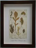 Thompson, Herbário, manuscrito e colagem sobre papel
