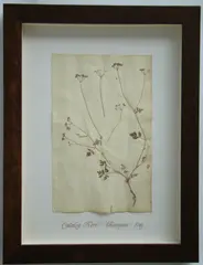 Herbário by Thompson, manuscrito e colagem sobre papel, offered Oct 2020