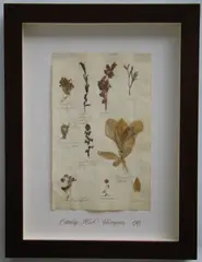 Herbário by Thompson, manuscrito e colagem sobre papel, offered Oct 2020