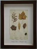 Thompson, Herbário, manuscrito e colagem sobre papel