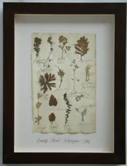 Thompson, Herbário, manuscrito e colagem sobre papel
