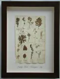 Thompson, Herbário, manuscrito e colagem sobre papel