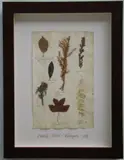 Thompson, Herbário, manuscrito e colagem sobre papel
