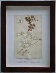 Herbário by Thompson, manuscrito e colagem sobre papel, offered Oct 2020
