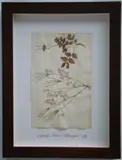 Thompson, Herbário, manuscrito e colagem sobre papel