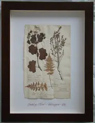 Herbário by Thompson, manuscrito e colagem sobre papel, offered Oct 2020