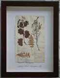 Thompson, Herbário, manuscrito e colagem sobre papel