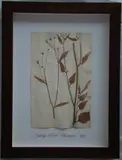 Thompson, Herbário, manuscrito e colagem sobre papel