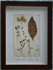 Herbário by Thompson, manuscrito e colagem sobre papel, offered Oct 2020