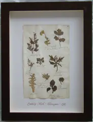 Thompson, Herbário, manuscrito e colagem sobre papel
