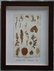 Herbário by Thompson, manuscrito e colagem sobre papel, offered Oct 2020