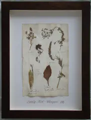 Thompson, Herbário, manuscrito e colagem sobre papel