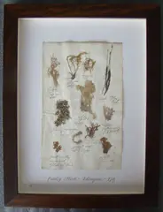 Thompson, Herbário, manuscrito e colagem sobre papel