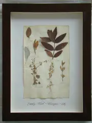 Thompson, Herbário, manuscrito e colagem sobre papel