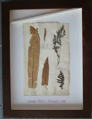 Thompson, Herbário, manuscrito e colagem sobre papel