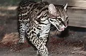 Ocelot by Mark Segal, Foto cor sobre papel, offered Sep 2020
