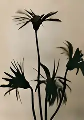 Emmanuel Sougez, Flores, Foto pb sobre papel