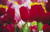 Dennis Stock, Tulipa - Tulip Series