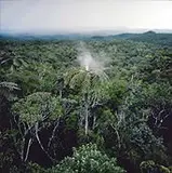 Nils-Udo, Fougive Arborescente Feu, 1990, Foto cor sobre papel