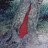 Nils-Udo, Hêtre Sorbes, 1933, Foto cor sobre papel colado em placa de alumínio composto