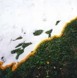 Nils-Udo, Neige Tardiue Sur Une Praire de Montagne Fleurs de Pissenlit, 1990, Foto cor sobre papel