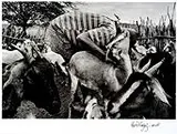 Ed Viggiani, Ordenha Das Cabras, 1996, foto pb sobre papel