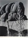 Wonderland of Rocks - Joshua Tree National Monumnet by Edward Weston, 1937, Foto pb em gelatina e prata sobre papel, offered Sep 2020