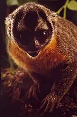 Claus Meyer, Macaco-da-Noite, 1993, Foto cor (cibachrome) sobre papel