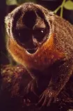 Claus Meyer, Macaco-da-Noite, 1993, Foto cor (cibachrome) sobre papel