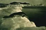 Herbert Ponting, A Weddell Seal About To Dive, Foto pb (green loned carlon print) sobre papel