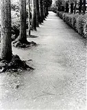 Caminho com Árvores by Tuca Reinés, Foto pb sobre papel, offered Sep 2020